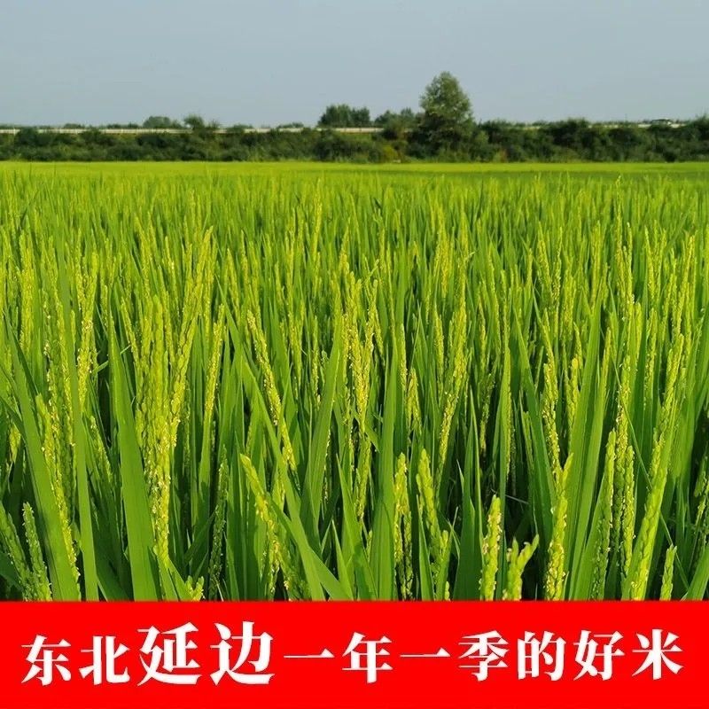 东北延边稻田实拍，稻穗青绿，一年一季生长
