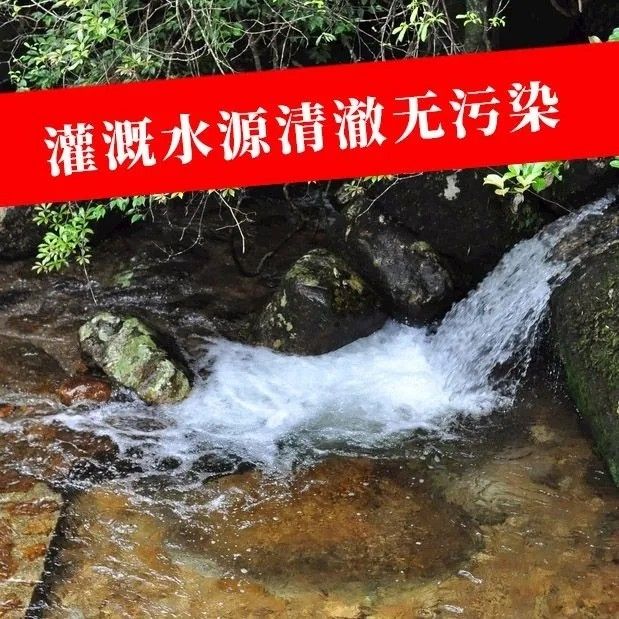 山间清澈溪流实拍，山泉活水灌溉水源